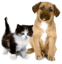 dog-and-cat.jpg